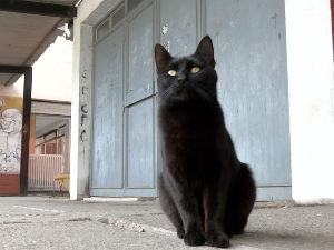  Упознајте Црњанског - мачку која је већ годинама живи у дворишту средње стручне школе у Кикинди