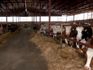 Каква је ситуација на тржишту млека после увођења мера за заштиту домаће производње?