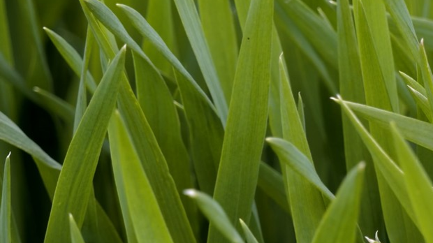 Пшеница у добром стању