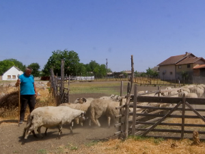 Зашто се овчари опредељују за расу цигаја