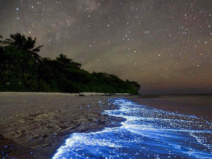 Острво на коме море сија -  редак природни феномен на Малдивима