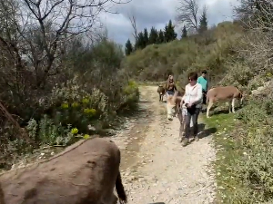 Седам магараца и једно младунче, необичан рај изнад Јадрана