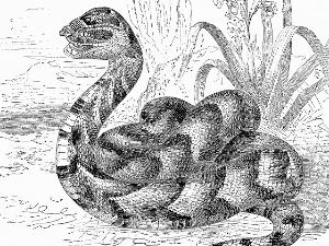 Митолошки речник – Змија 2