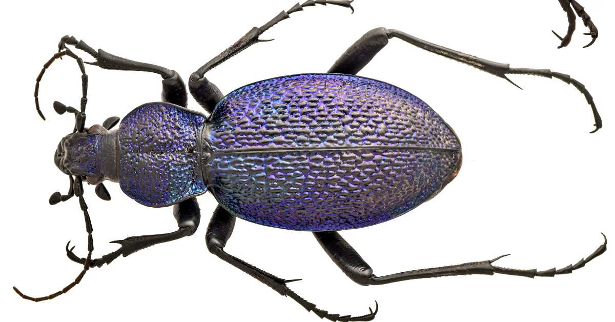 Потврђено да Србијом трчкара нова врста инсекта: велики љубичасти трчуљак уочен крај Нишаве 