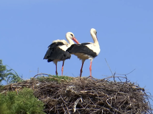 Зашто роде и шпански врапци посебно воле Међурово код Ниша