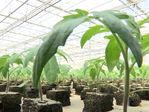 Из највећег расадника у Иригу на тржиште - 35 милиона биљака годишње