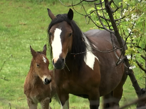 Коњи, који током године слободно трче Столовима, сишли у село Мељаница и у појединим домаћинстима начинили штету