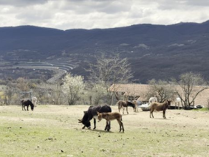 Да нам није...