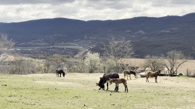Да нам није...