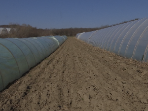 Сетва, пластеници, расад...