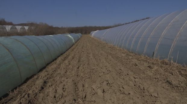 Сетва, пластеници, расад...