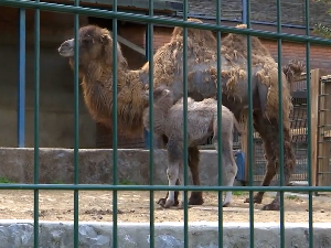 Ускршње изненађење у Београдском зоо-врту – рођена беба двогрбе камиле, име тек кад се сазна пол младунчета
