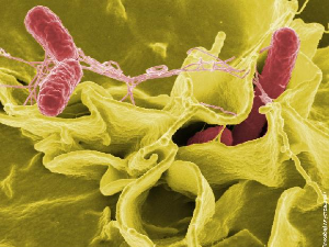 Цијанобактерије и цитоскелет