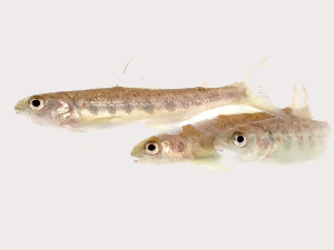 Невидљива претња у водама – научници открили ефекте кокаина на рибе 