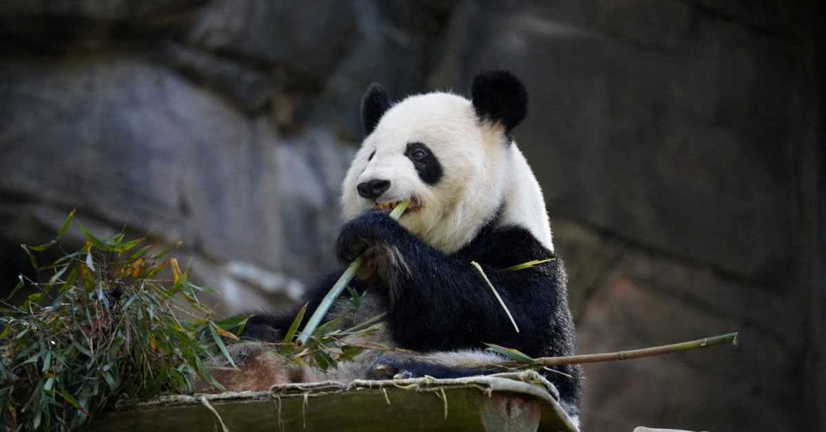 Панда дипломатија поново на сцени: Кина шаље нови пар панди у САД