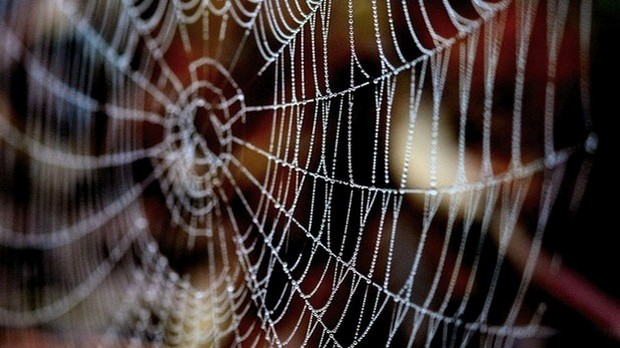 Драмски програм: Мери Е. Брендон: Добра госпа Дукејн