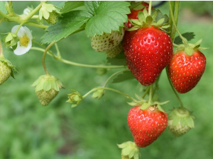 Еколошки магазин