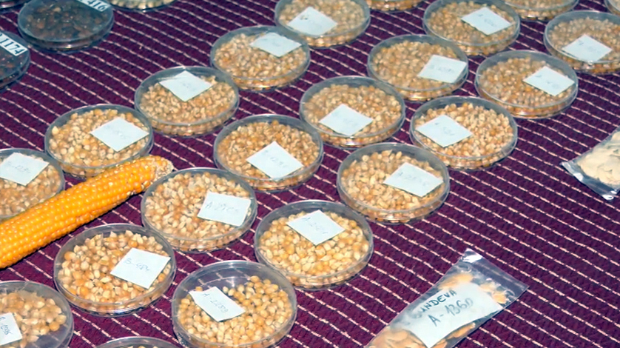 Од заборава до баште – нова шанса за старе сорте војвођанског поврћа