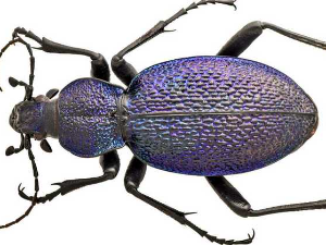 Велики љубичасти трчуљак – и још већа питања