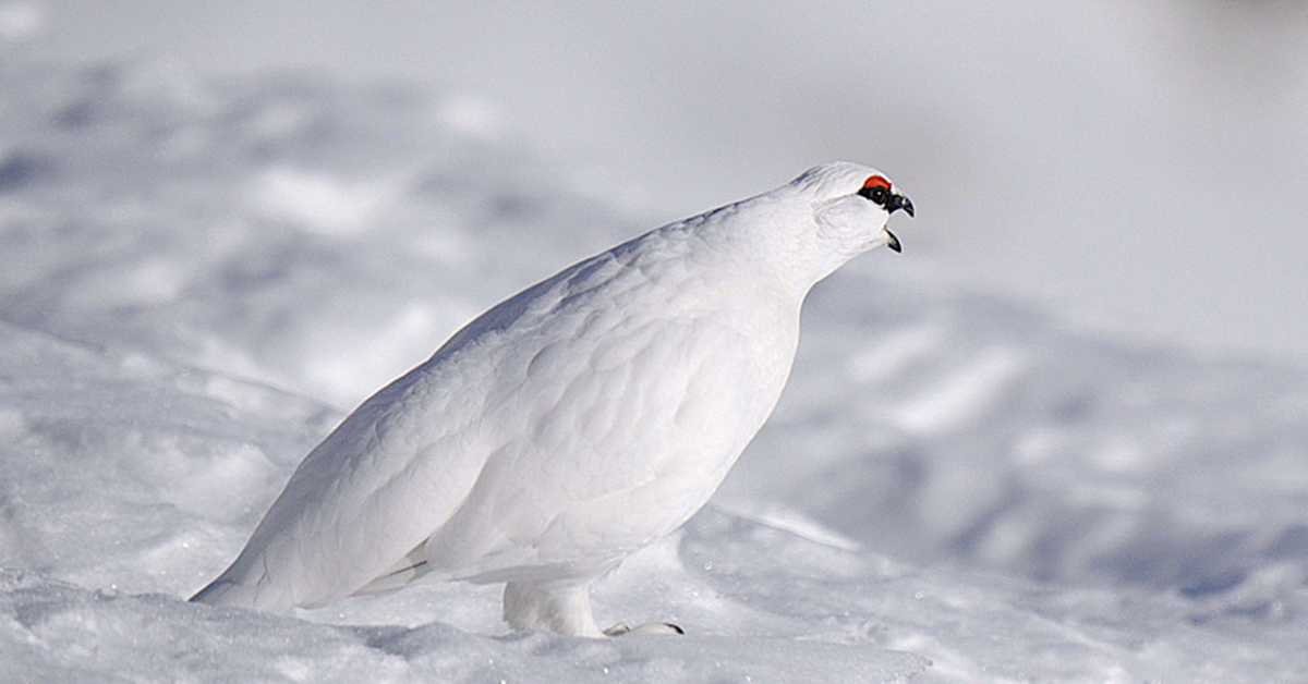 Дивља Словенија