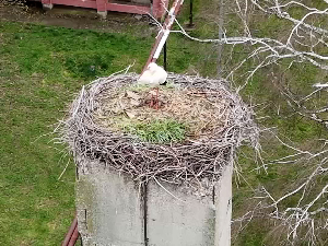 "Вратиле се роде": Један пар рода сваког пролећа враћа се у Лозницу
