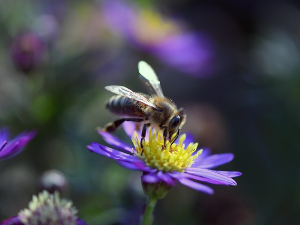 Корак ка науци