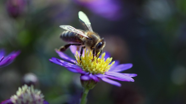 Корак ка науци