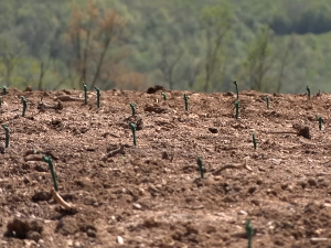 Нови засади винограда у крушевачком крају