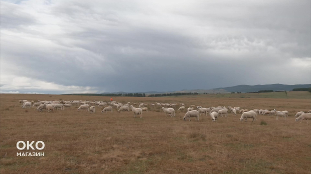 Пештерска праменка и јагње које мирише на Мајчину душицу