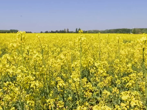Зашто је обука пољопривредника за коришћење средстава за заштиту биља важна пчеларима
