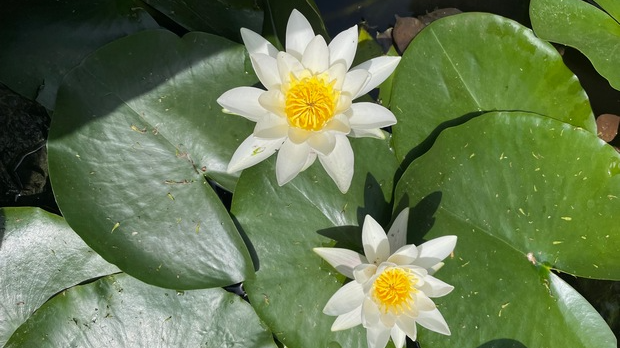 Хоћу да знам: Цветни атлас: Путовање од дивљих сродника до празничних боја