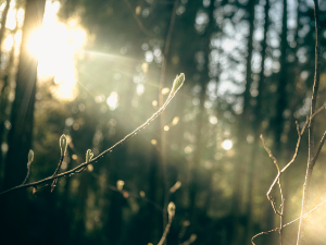 Јутро хладно, током дана више сунца – температура до 15 степени