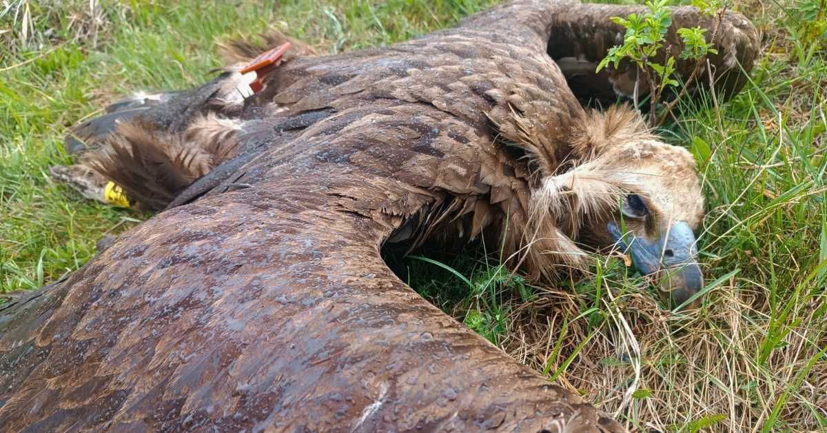 Хапшење због тровања црног супа на Сврљишким планинама