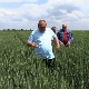 Како ће киша утицати на развој пшенице и јечма