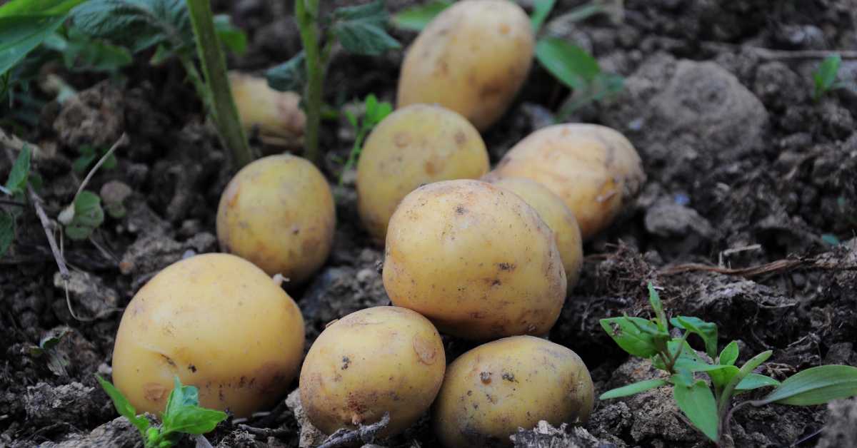 Зашто је кромпир ових дана чудног укуса и на шта да обратимо пажњу приликом куповине