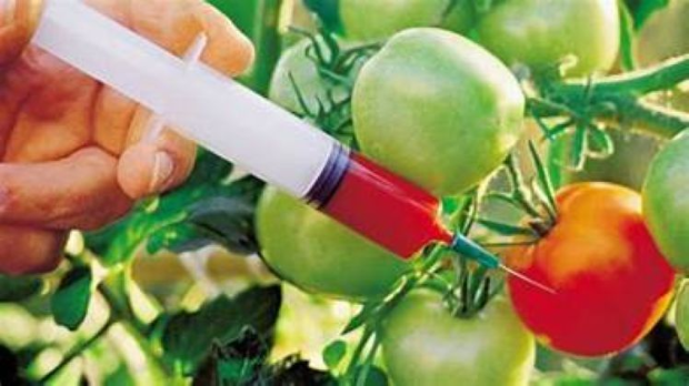 30 година од првог ГМО производа у продавницама