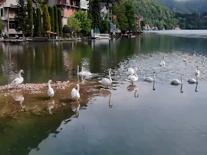 Лабудови - украс Зворничког језера 