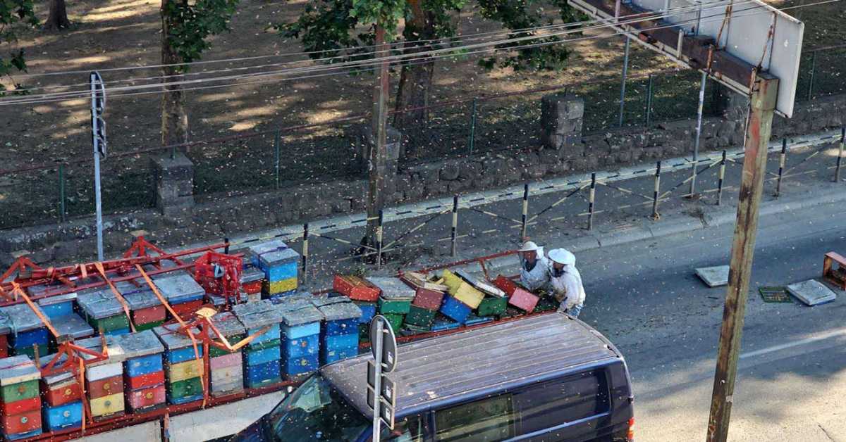 Колапс због пчела које су окупирале Доситејеву улицу у Краљеву