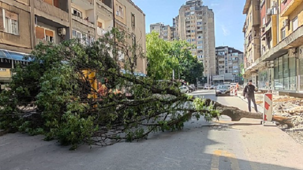 Пало дрво у Обреновићевој улици у Нишу
