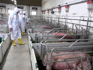 Због великог броја фарми, најугроженији услед афричке куге свиња су: Срем, Мачва, део Колубарског округа и Београд
