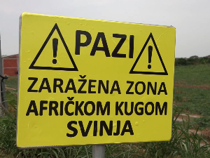 Упозорења на афричку кугу на улазима у села, више од 26.000 грла еутаназирано или угинуло