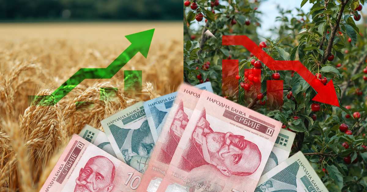 Род пшенице изнад просека, квалитет вишње испод очекивања – шта ће пресудити за зараду 