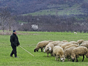 Данкина бројаница – Пастирске стазе