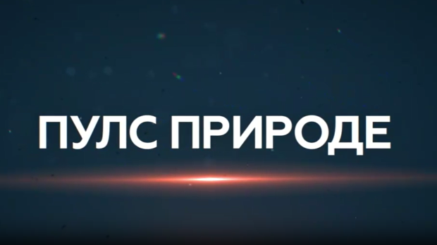 Пулс природе: Дрина сплаварење