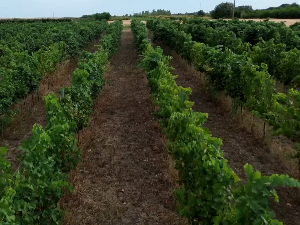 Колико је суша утицала на род грожђа на северу Баната?