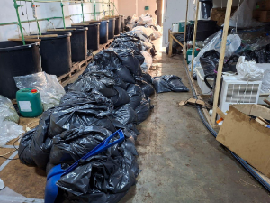 Откривена лабораторија за узгој марихуане код Смедерева, заплењено пола тоне дроге