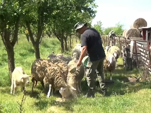 Како Сеад и Татјана живе "куварски сан" у једном ушушканом кутку Војводине