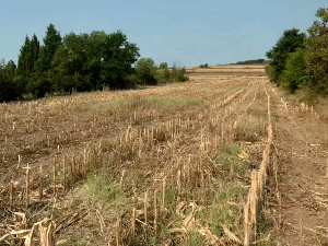 Спаљивање биљних остатака повећава ризик од пожара на отвореном и штети земљишту