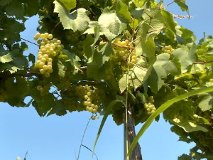 Живо у виноградима Србије