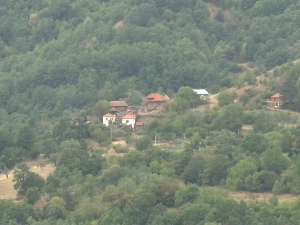 Боровница из Трговишта успева у нетакнутој природи